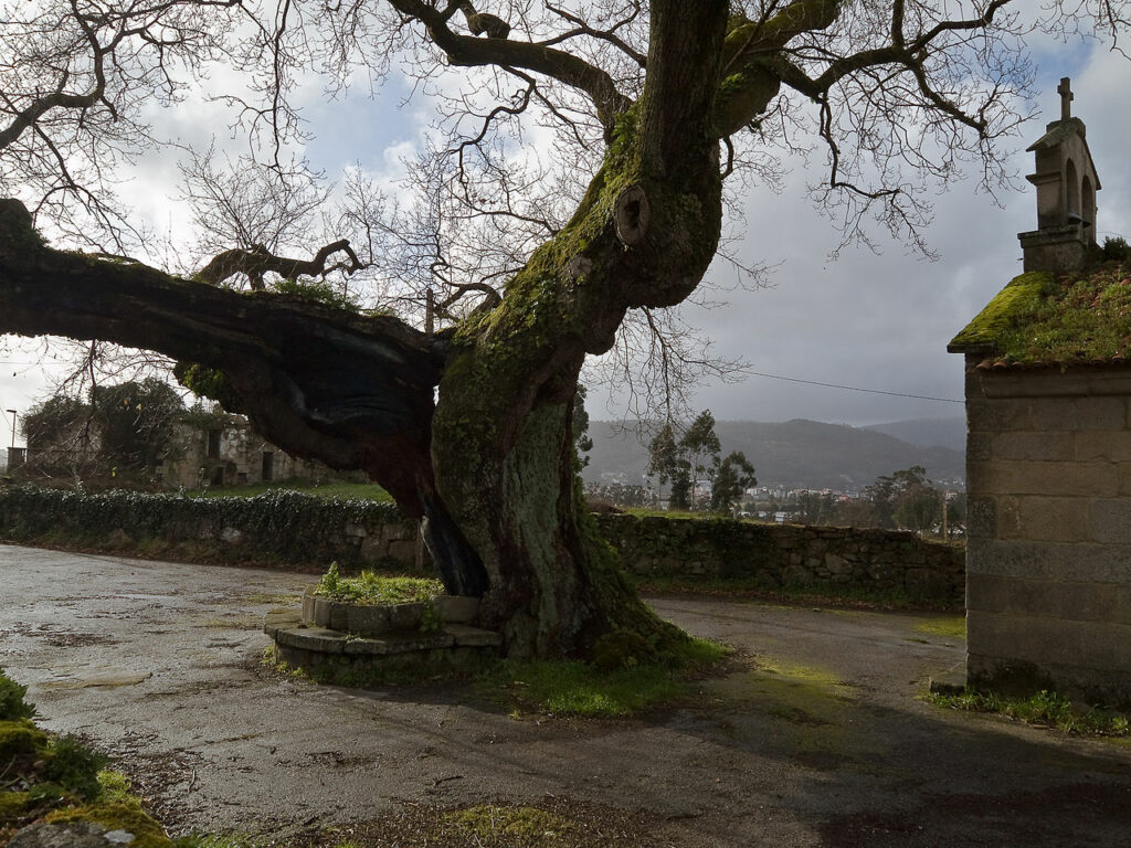El carballo de Santa Margarita, en Pontevedra